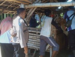 Vaksinasi Dilaksanakan Oleh Kanit Binmas Polsek Cermee, Merupakan Kepedulian Terhadap Hewan Ternak