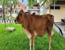 Gondol Sapi Coklat, Pria Asal Jember Dibekuk Satreskrim Polres Bondowoso