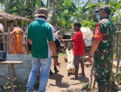 Serda Rijal Babinsa Pos Ramil Tamankrocok Komsos Dengan Peternak Sapi