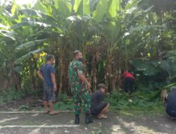 Babinsa Koramil Curahdami Kerja Bakti Bersama Warga Bersihkan Jalan