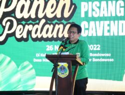 Dandim 0822 Bondowoso Hadiri Panen Perdana Pisang CAVENDISH