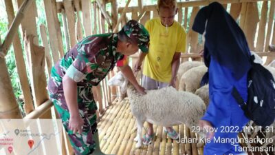 Babinsa Koramil 0822/01 Lakukan Pendampingan Dinas Peternakan Vaksinasi Hewan Ternak