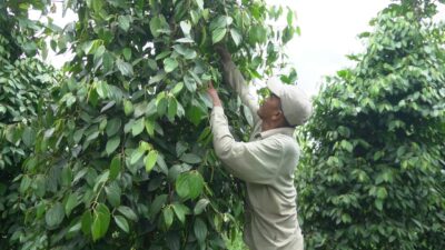 Lada Sambas, Penyedap Rasa Pembangkit Asa Warga Desa