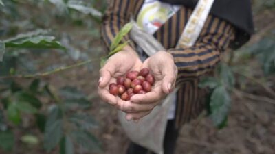 Kopi Gayo, Emas Hitam dari Barat Indonesia