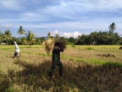 Babinsa Koramil Prajekan Bantu Petani Panen Padi