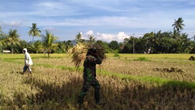 Babinsa Koramil Prajekan Bantu Petani Panen Padi