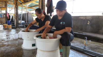 Tingkatkan Perekonomian 2.000 Pembudidaya Nener, LPEI Resmikan Desa Devisa Klaster Benih Bandeng Buleleng