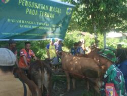 Dukung TMMD Ke-116, Disprentan Bondowoso Gelar Pengobatan Massal Hewan Ternak