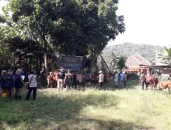 Ternak Sapi Menjadi Daya Tarik Bagi Satgas TMMD 116 Bondowoso