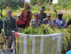 Satgas TMMD Ke-116 Bondowoso Bantu Petani Panen Padi