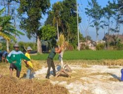 Serka Lugito Babinsa 0822/04 Gebang Lakukan Pendampingan Panen Padi