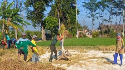 Serka Lugito Babinsa 0822/04 Gebang Lakukan Pendampingan Panen Padi