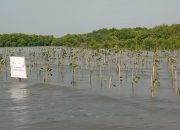 Perusahaan Singapura Gandeng LindungiHutan lakukan Penghijauan di Indonesia.