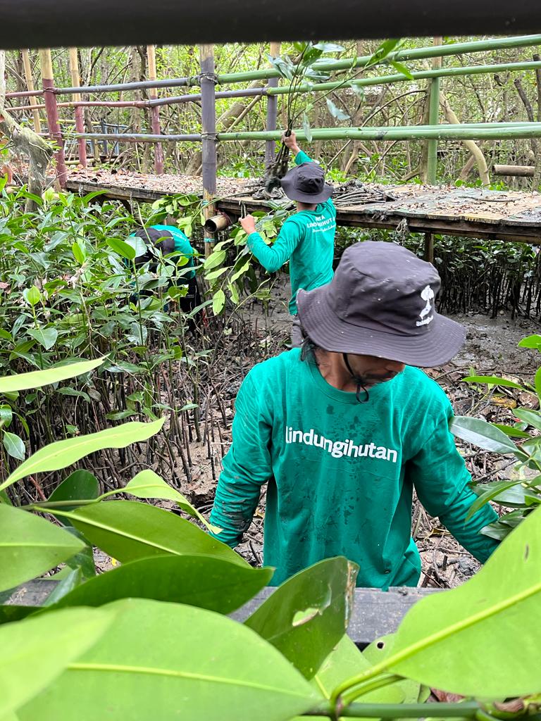 Penanaman Mangrove di Pesisir Pengarengan, Cirebon