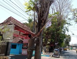 Operasi Bersama Satpol PP Bondowoso Tertibkan Spanduk, Banner, Baliho dan Umbul-umbul