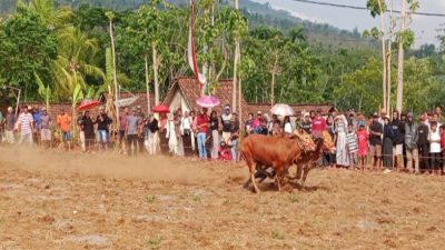 Lestarikan Tradisi Sambut Musim Hujan, Warga Klabang Bondowoso Gelar Karapan Sapi