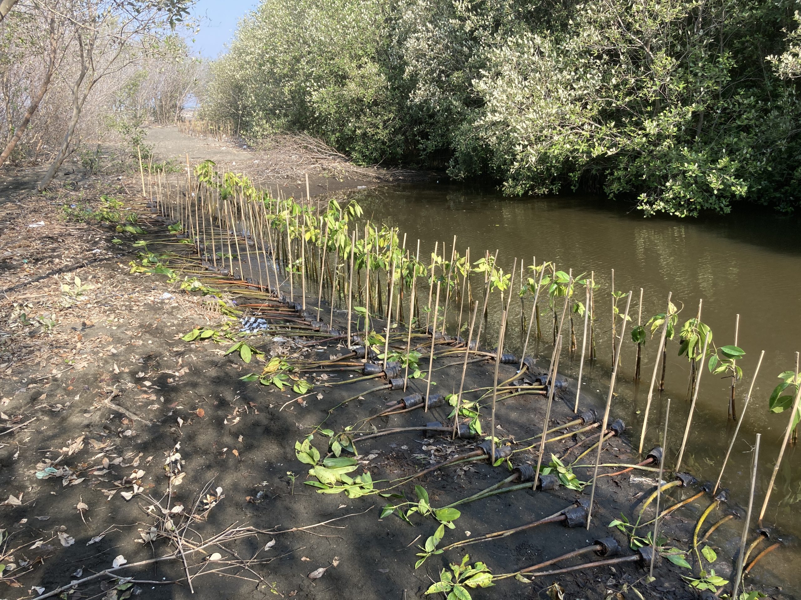 Penanaman mangrove di Mangunharjo, Kota Semarang. (Dokumentasi: LindungiHutan).