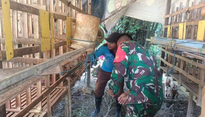 Babinsa Sukodadi Kawal Vaksinasi PMK dan Pemberian Vitamin pada Hewan Ternak