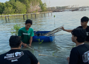 Rayakan Peluncuran Album Terbaru, Rebellion Rose Tanam 1.010 Mangrove di Kabupaten Demak