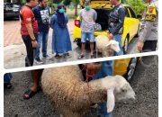 Polsek Grujugan Bondowoso Bekuk Pasutri Pencuri Ternak