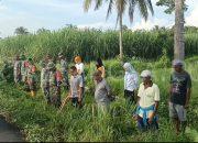 Antisipasi Luapan Air Babinsa Koramil 0822/09 Pujer Gotong Royong Bersihkan Saluran Irigasi Dan Jalan