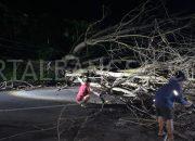 Polsek Prajekan Gerak Cepat Tangani Pohon Tumbang yang Menutupi Akses Jalan