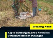 Babinsa 0822/02 Curahdami Bantu Petani dalam Panen Padi