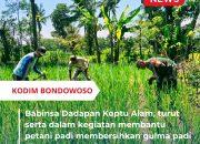 Babinsa Dadapan: Mitra Setia Petani dalam Meningkatkan Produktivitas Padi
