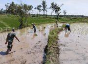 Guna Menjaga Swasembada Pangan Babinsa Tanggap Ikut Menanam Padi Di Desa Binaan