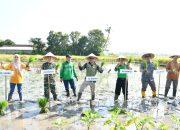 KEGIATAN GERAKAN TANAM DAN PANEN PADI VARIETAS INPARI SERENTAK DI DESA BATAAN KEC.TENGGARANG KAB.BONDOWOSO