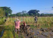 Dukung Hanpangan, Babinsa 0822/08 Grujugan Turun Lokasi Dampingi Petani Membajak Sawah