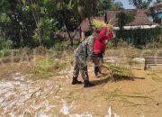 Bantu Petani Panen Padi, Babinsa 0822/08 Wonosari Grujugan Dukung Hanpangan