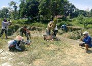 Peran Aktif Babinsa Sukosari Meningkatkan Ketahanan Pangan Lokal