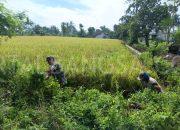Sertu Nanang Babinsa Kodim 0822 Bondowoso Pimpin Giat Pengecekan dan Pembersihan Irigasi