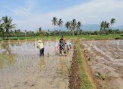 Dibawah Terik Matahari, Babinsa 0822/11 Bondowoso Tetap Semangat Bantu Petani Menanam Padi