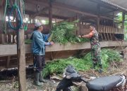 Sinergitas TNI dan Rakyat, Babinsa Kodim 0822 Bantu Peternak Kambing