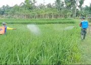 Tugas Dan Tanggung Jawab Babinsa Dampingi Penyemprotan Warga Binaan