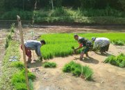 Bentuk Kemanunggalan TNI, Babinsa 0822/05 Pakem Bantu Petani Tanam Padi