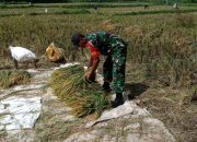 Kodim 0822 Terjunkan Babinsa Untuk Pendampingan Panen Padi