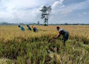Bertukar Ilmu Bersama Babinsa Kodim 0822/01 Kota di Panen Padi