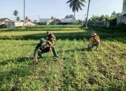 Pesan Babinsa 0822/09 Pujer Terkait Perawatan Tanaman Jagung  Agar Tumbuh Optimal