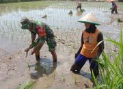 Babinsa Kodim 0822 Bondowoso Selalu Dukung Dalam Meningkatkan Ketahanan Pangan