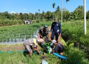 Keberhasilan Babinsa Kodim 0822 Bondowoso dan Petani di Program Pompanisasi