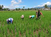 Pendampingan Penanaman Padi oleh Babinsa Koramil 0822/01 Kota, Dukung Hanpangan