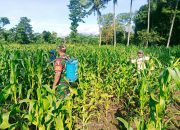 Babinsa 0822/08 Grujugan Bantu Warga Penyemprotan Hama Tanaman Jagung