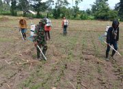 Sukseskan Ketahanan Pangan, Kodim 0822 Bondowoso Kerahkan Babinsa