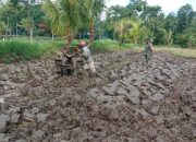 Babinsa Kodim 0822 Bondowoso Serentak Dampingi Petani Mengolah Lahan Sawah