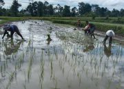 Sukseskan Hanpangan, Babinsa Kodim 0822 Bondowoso Selalu Semangat Laksanakan Pendampingan