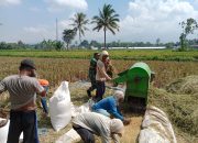 Babinsa Kelurahan Dabasah: Bantu Pertanian Warga dengan Keterlibatan Aktif