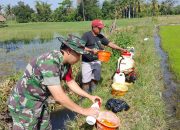Babinsa Koramil 0822/01 Bantu Penyemprotan Herbisida (Gulma)